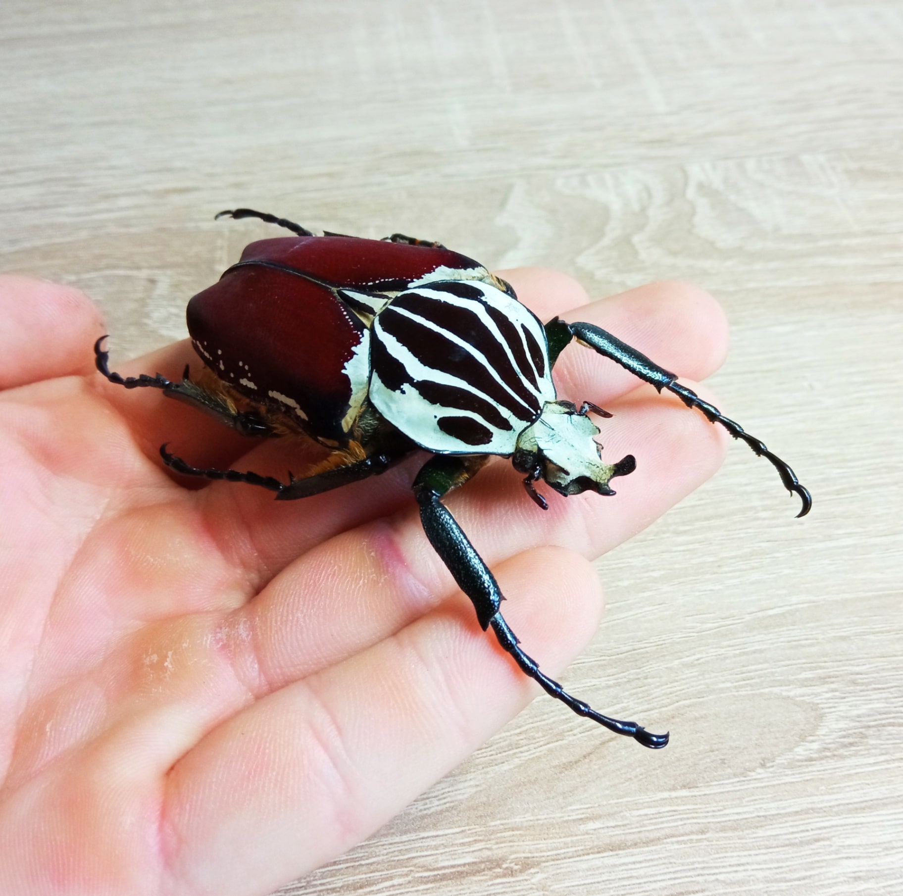 huge beetle